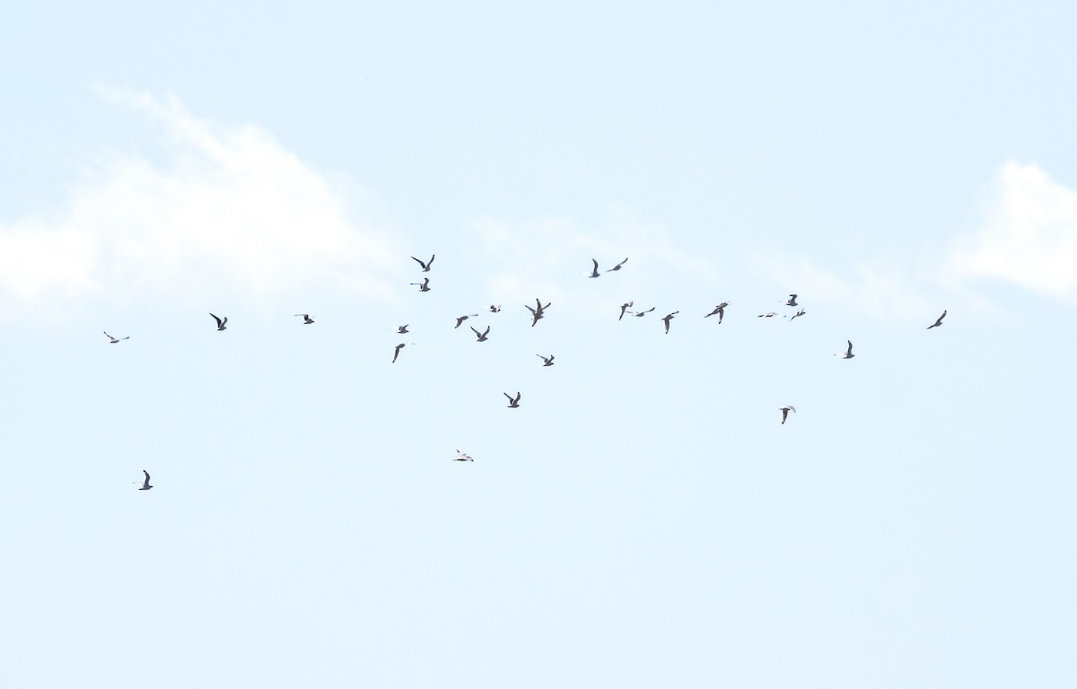 Franklin's Gull - ML646021798
