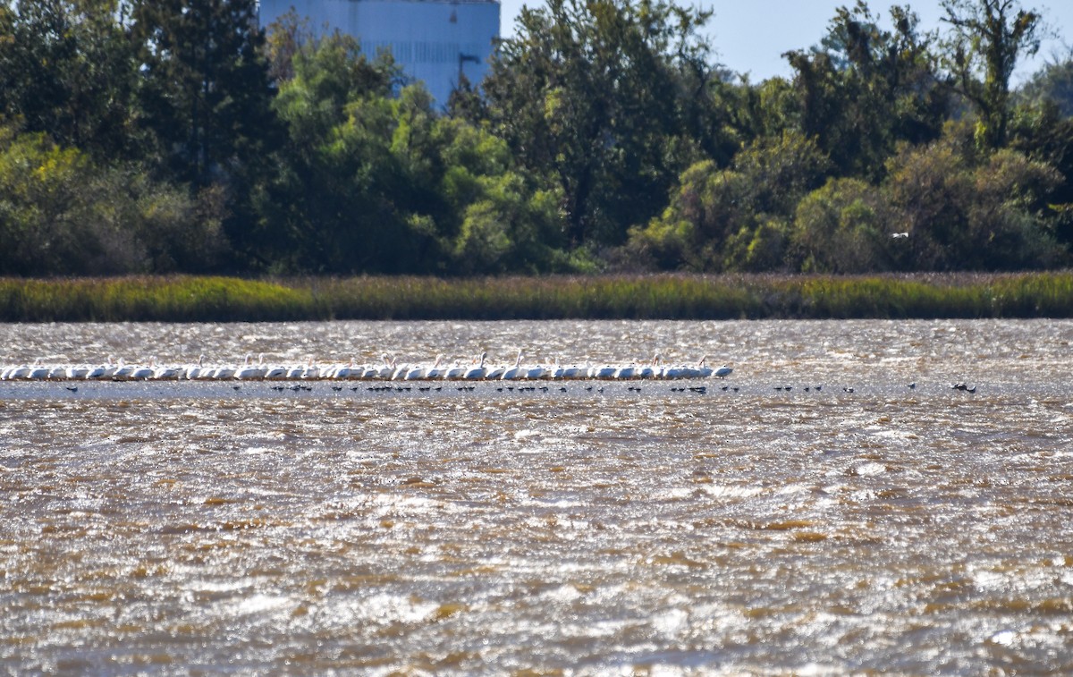 Franklin's Gull - ML646021800