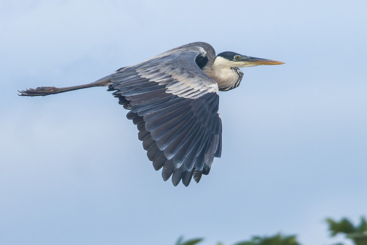 Cocoi Heron - ML646021802