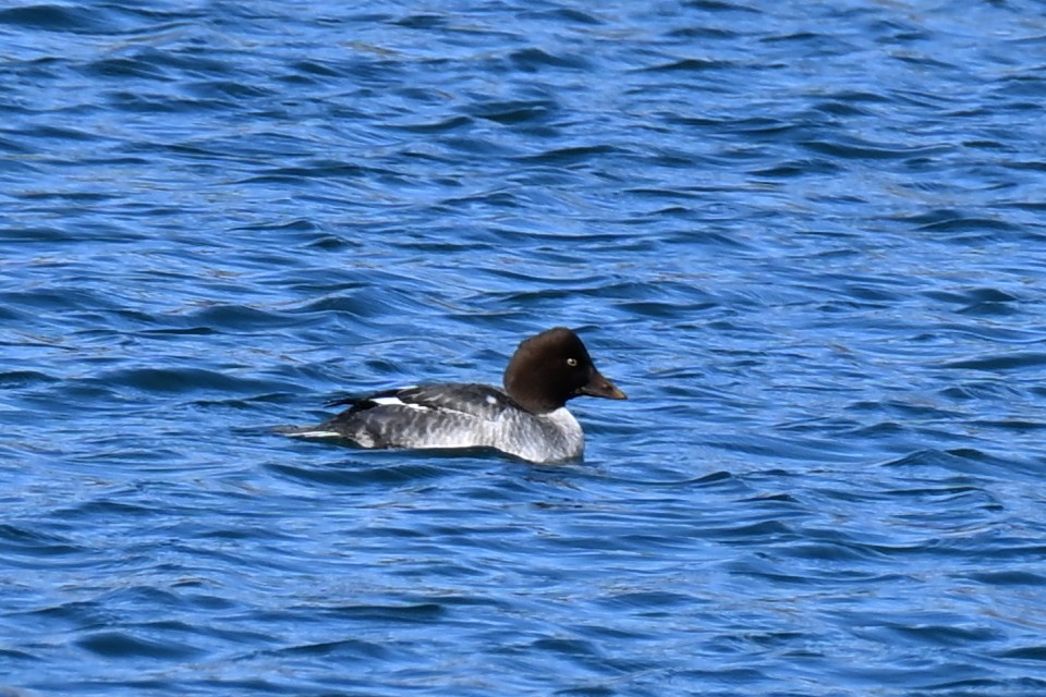 鵲鴨 - ML646021805