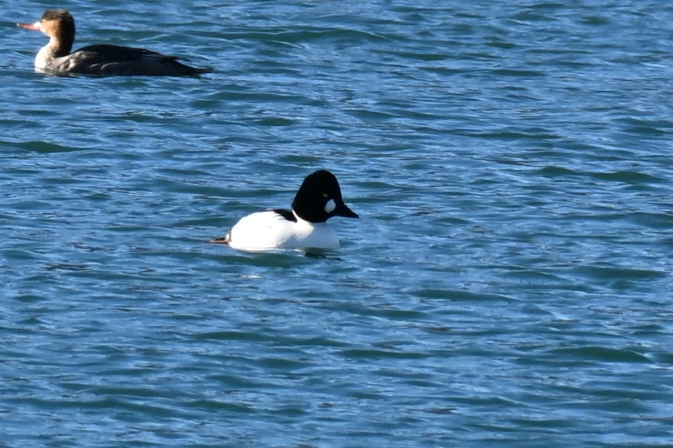 鵲鴨 - ML646021806