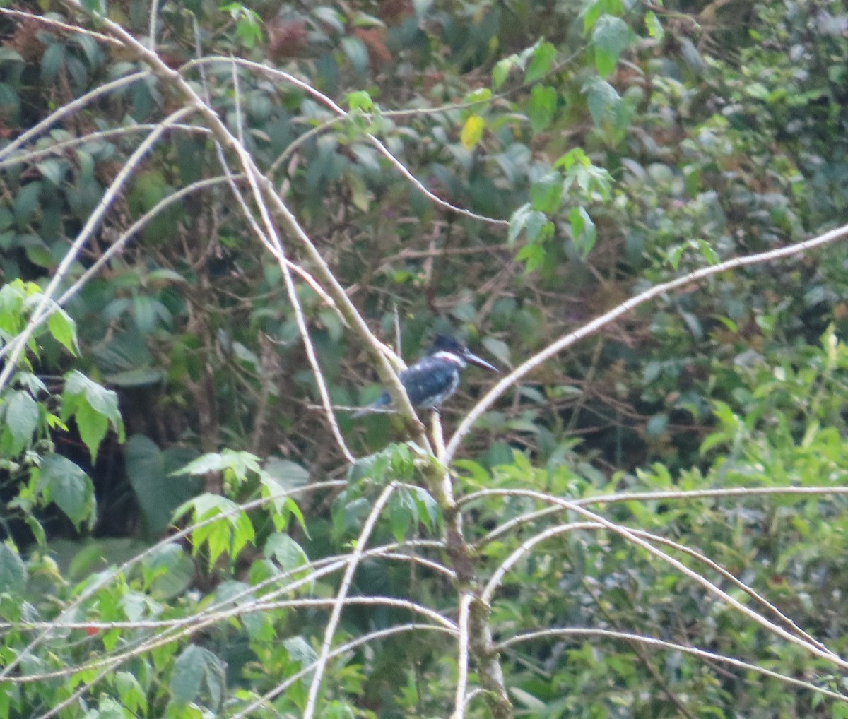 Ringed Kingfisher - ML646021811