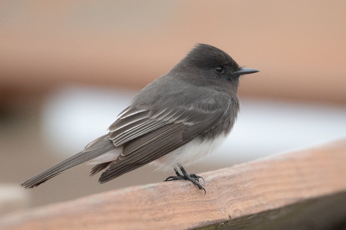 Black Phoebe - ML646021814