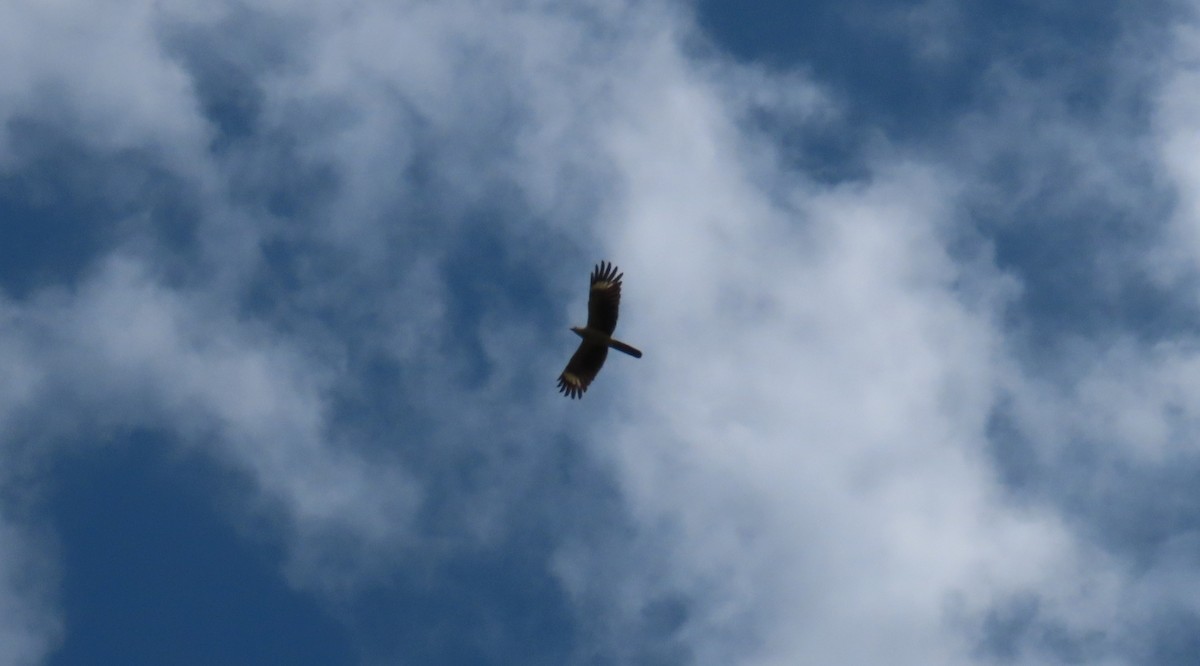 Yellow-headed Caracara - ML646021820