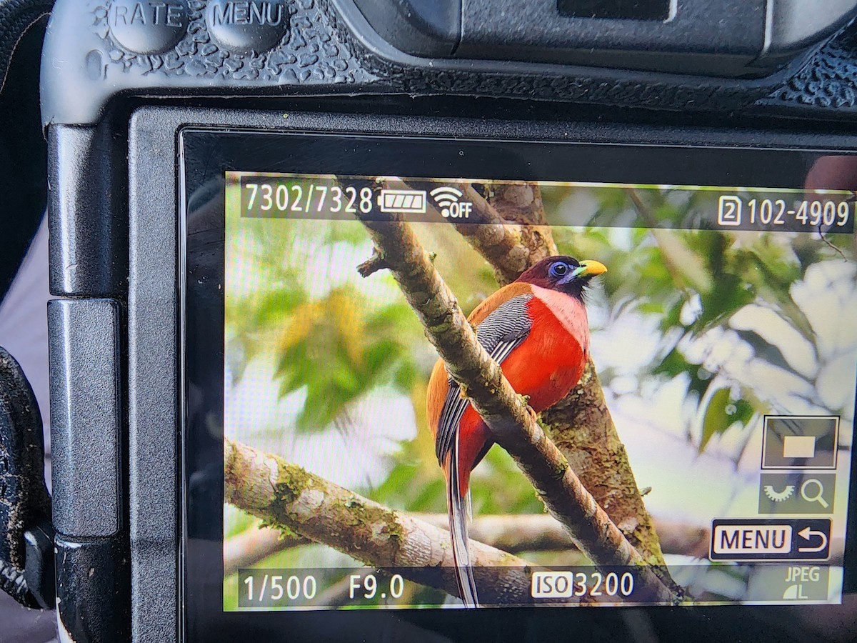 Philippine Trogon - ML646021824