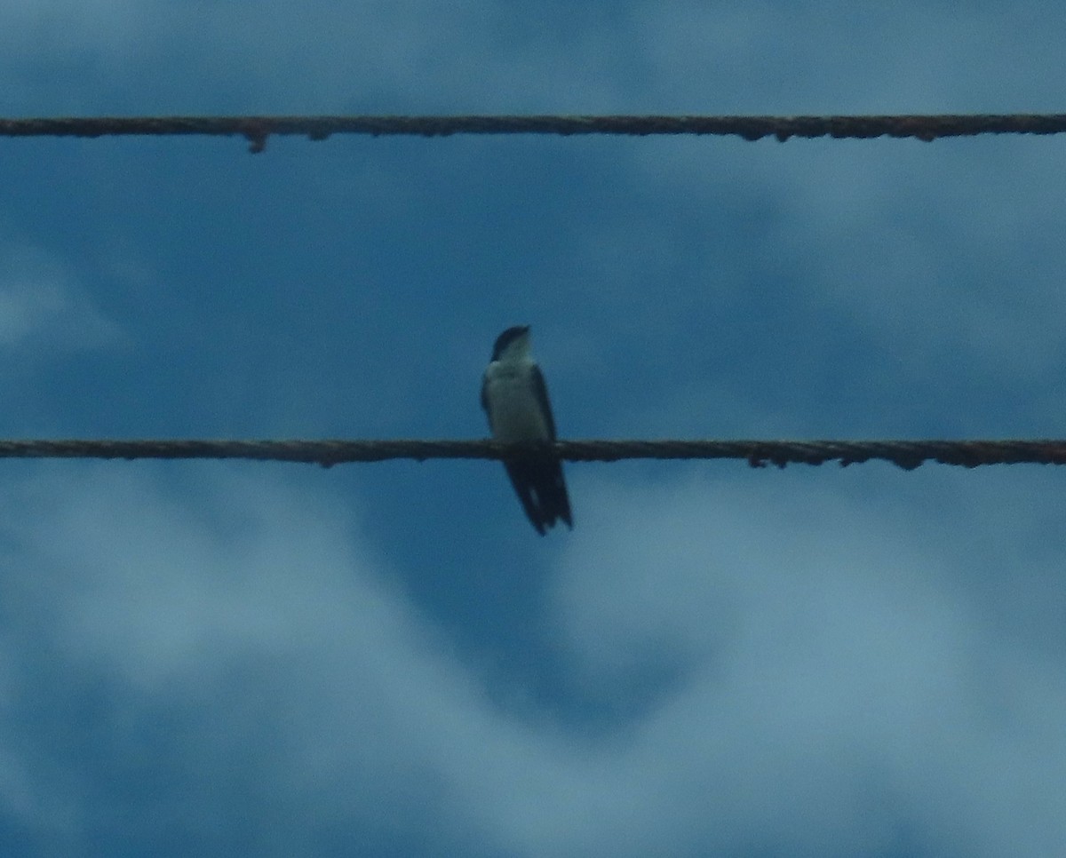 Blue-and-white Swallow - ML646021826