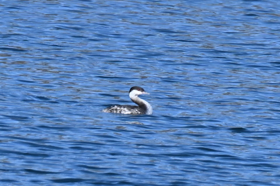 角鸊鷉 - ML646021830