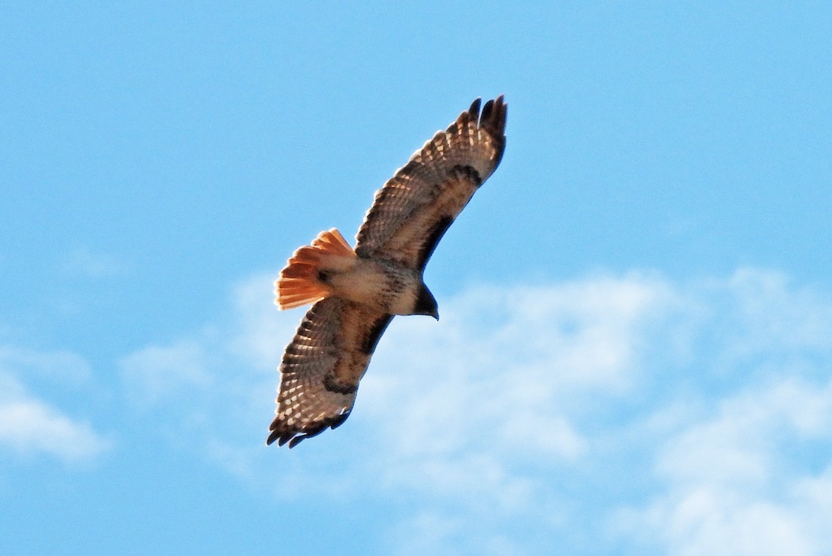 Краснохвостый канюк - ML646021831