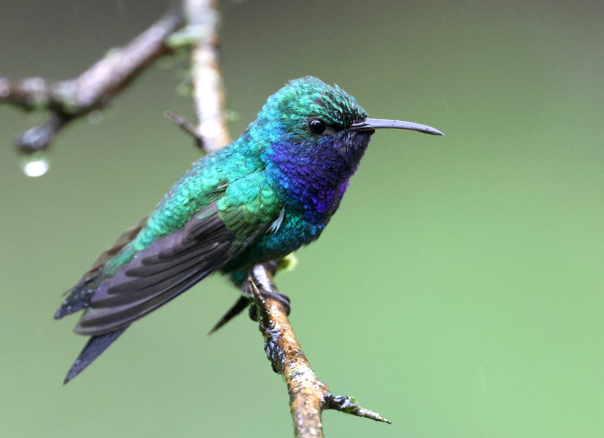 Sapphire-throated Hummingbird - ML646021832