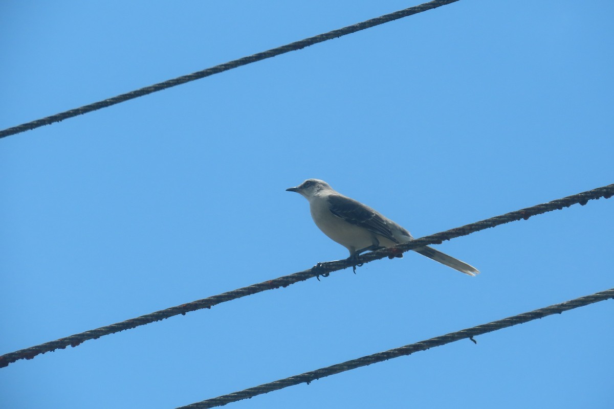 Tropical Mockingbird - ML646021835