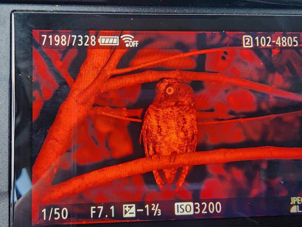 Mindanao Scops-Owl - ML646021836