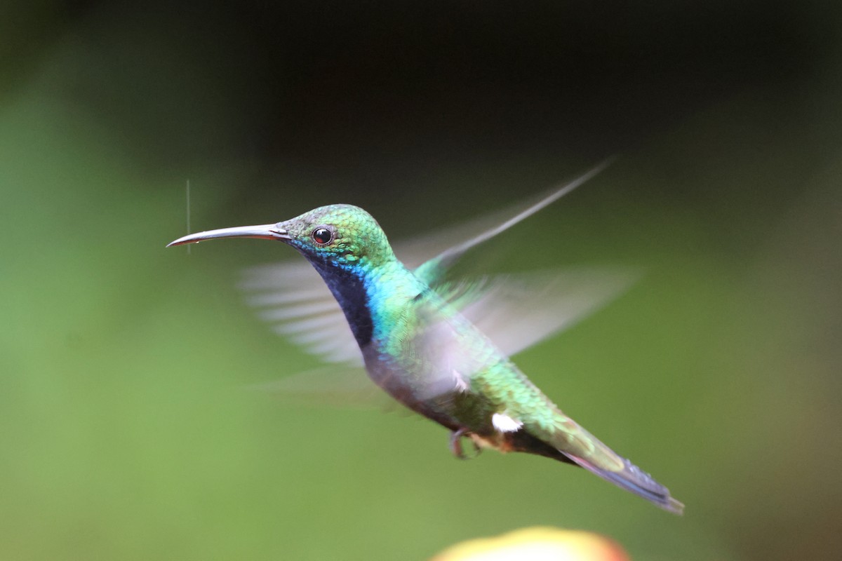 Black-throated Mango - ML646021841