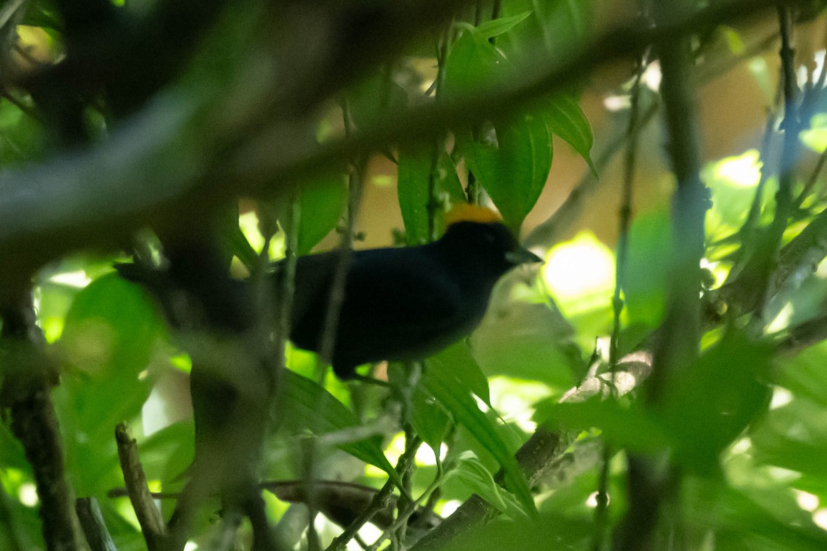 チャボウシクロフウキンチョウ - ML646021843