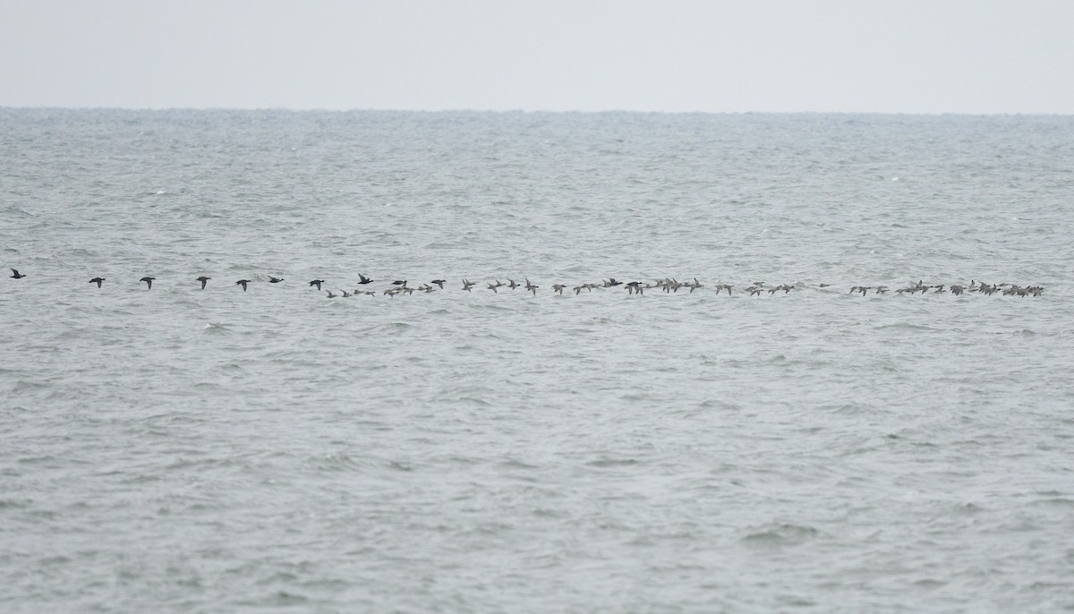 Alzavola americana - ML646021844