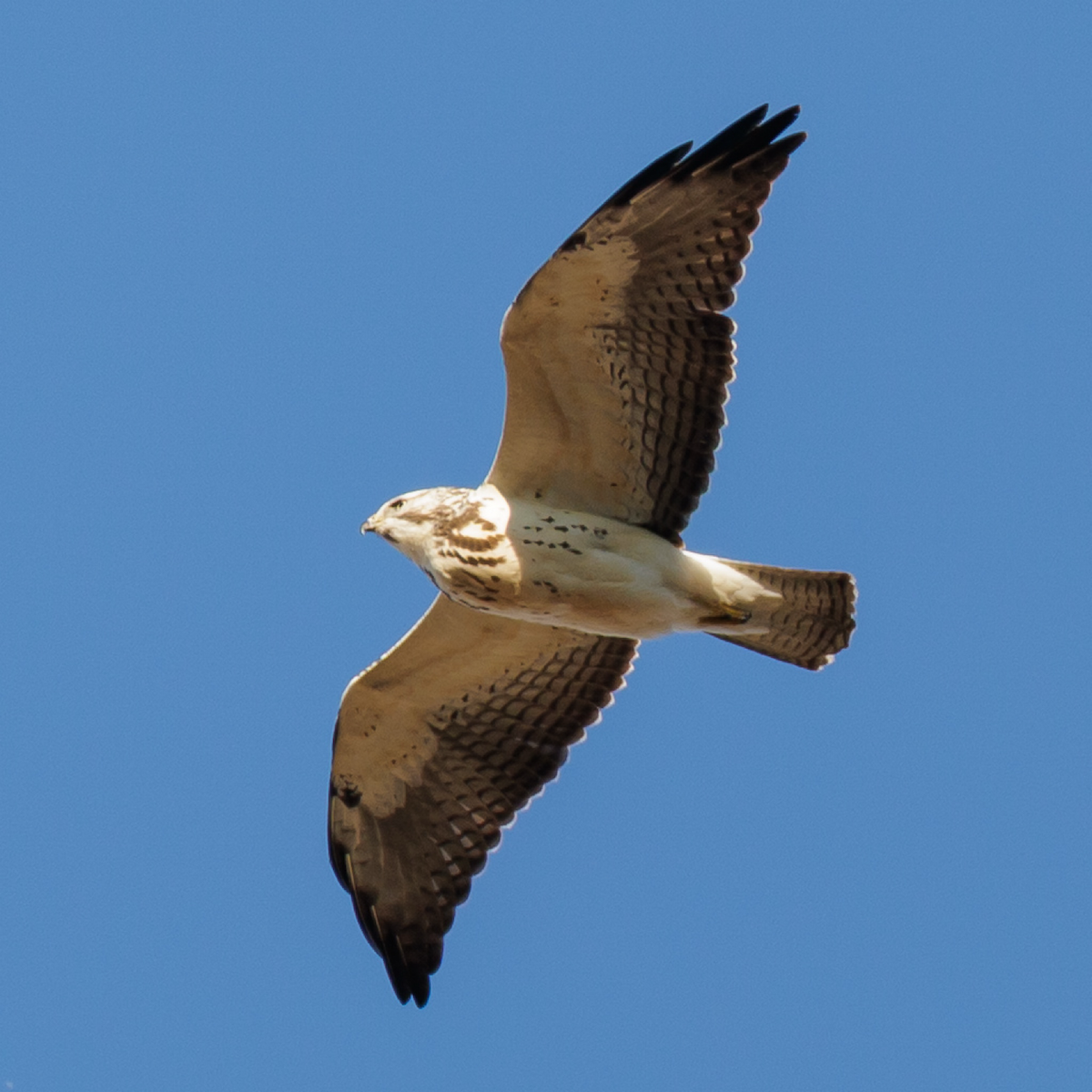 káně bělohrdlá - ML646021845