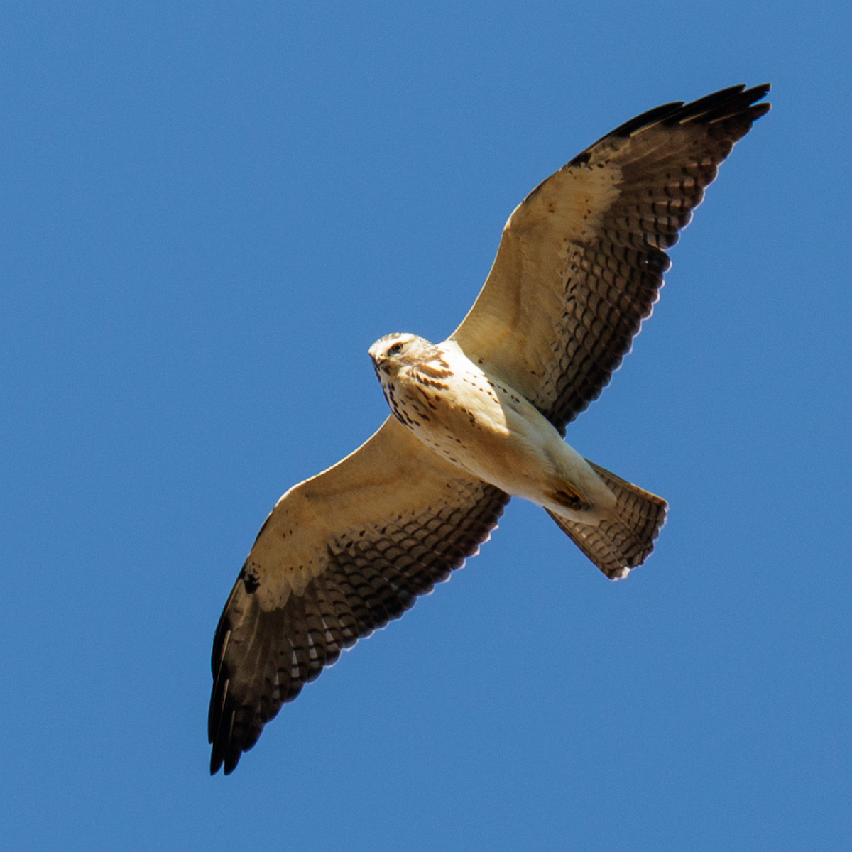 káně bělohrdlá - ML646021846