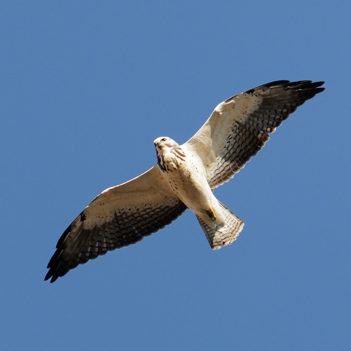 káně bělohrdlá - ML646021847