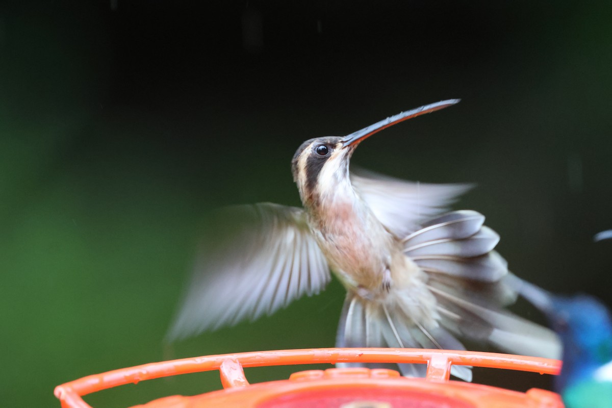 Ermitaño Ventripálido - ML646021857