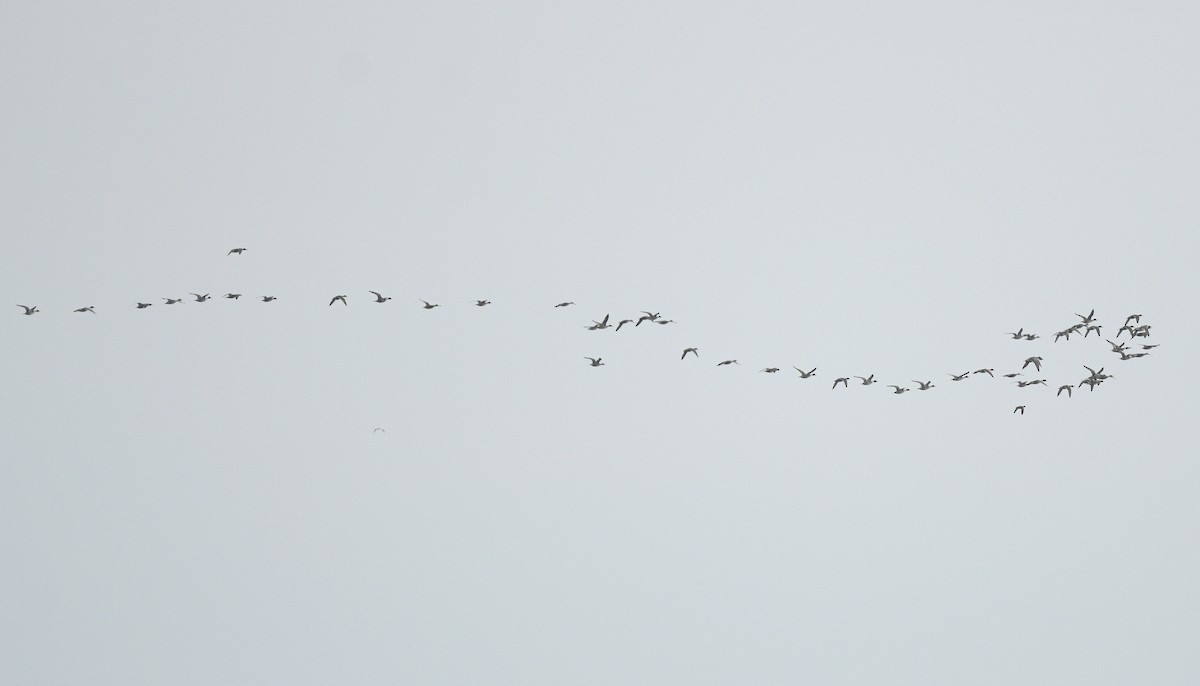 Codone - ML646021862