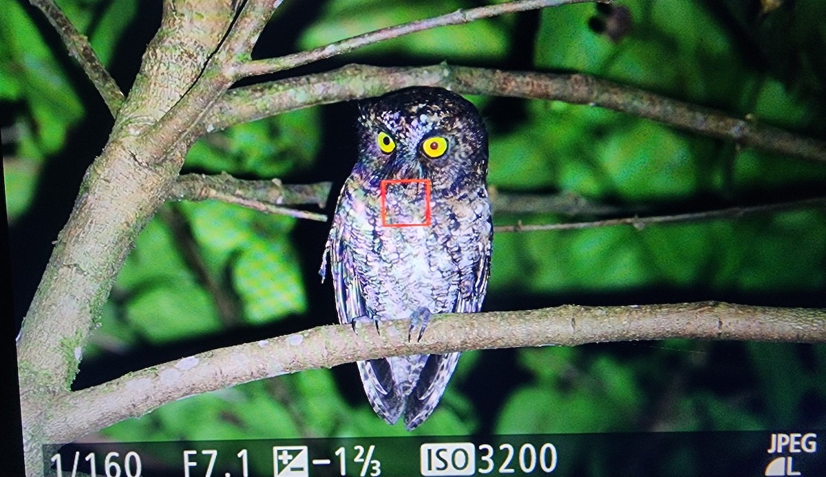 Mindanao Scops-Owl - ML646021866