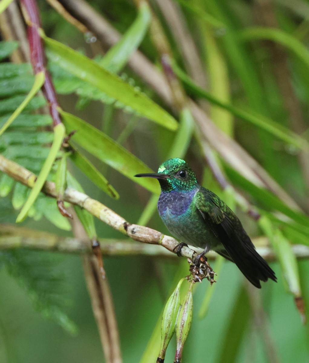 Blue-chested Hummingbird - ML646021867