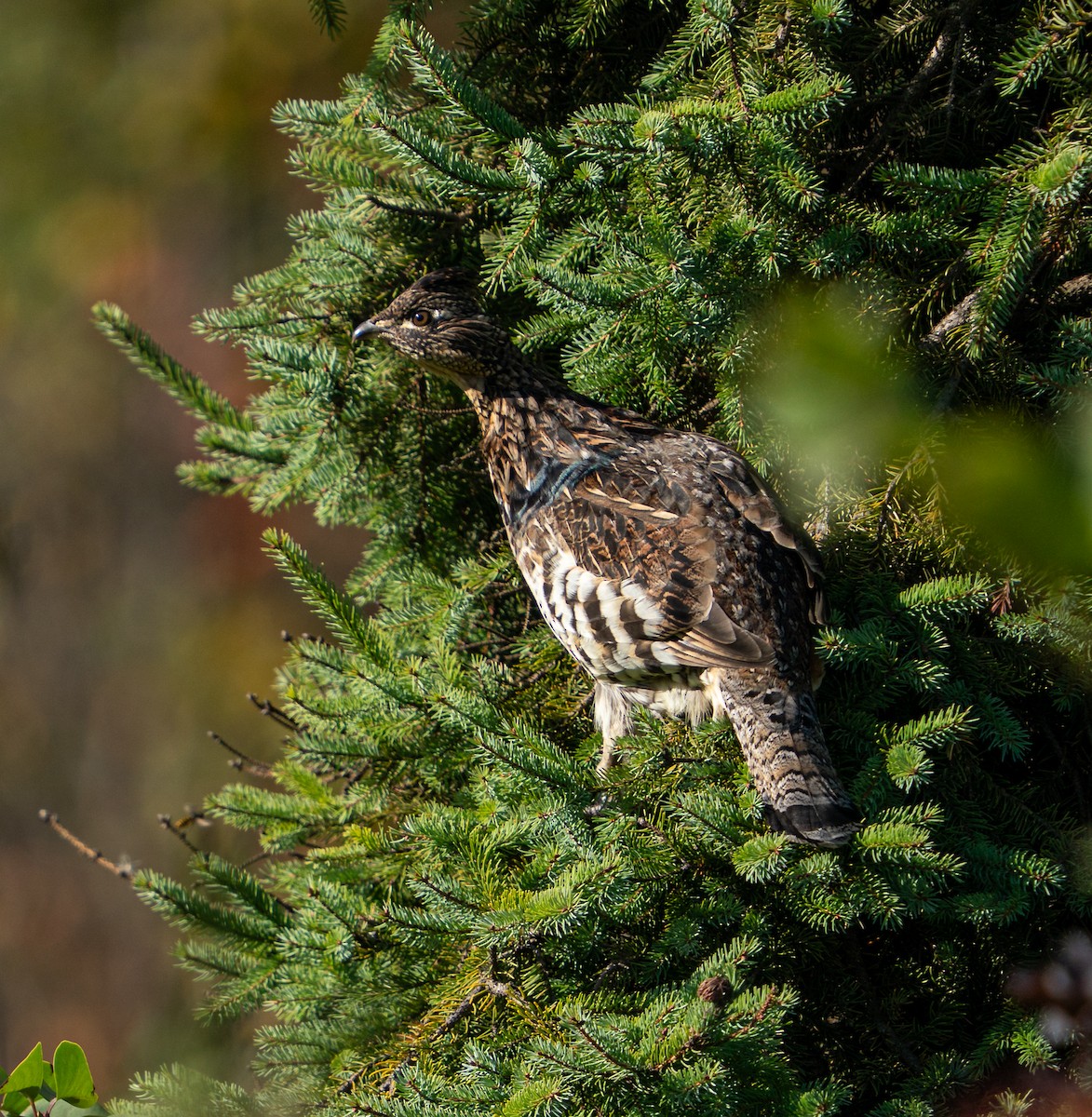 jeřábek kanadský - ML646021871