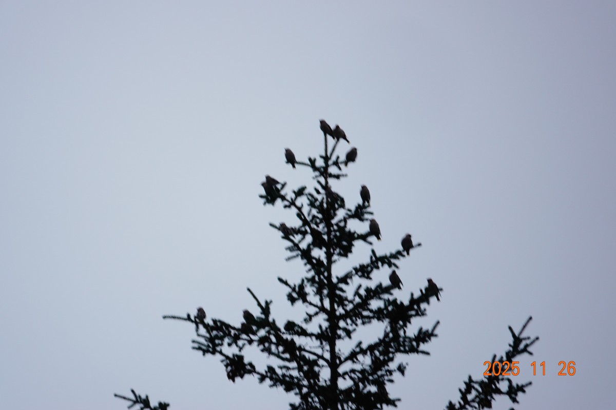 ギンザンマシコ - ML646021872