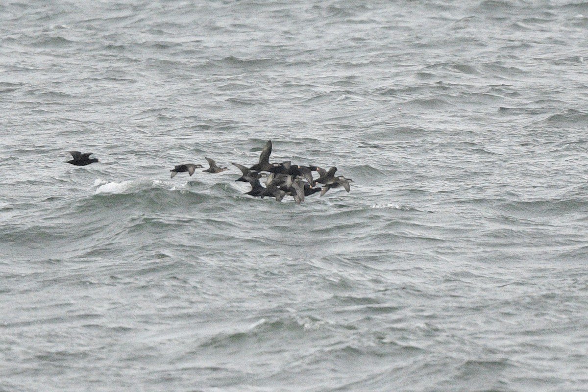 Gobbo della Giamaica - ML646021873