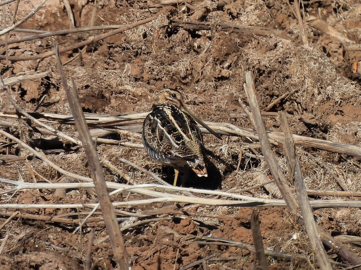 Wilson's Snipe - ML646021874