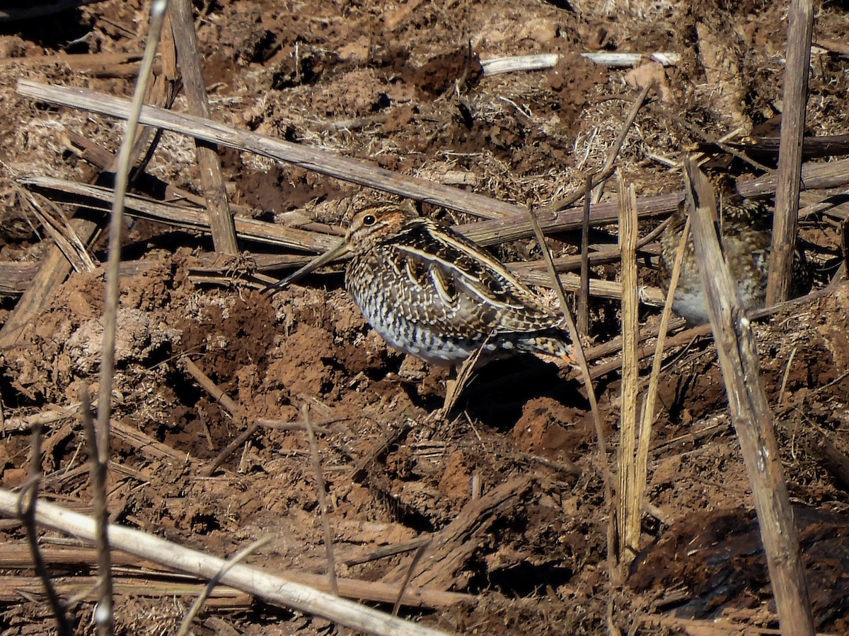 Wilson's Snipe - ML646021875