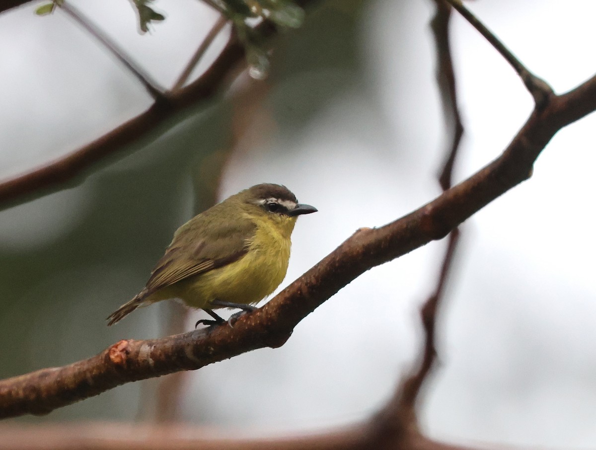 Brown-capped Tyrannulet - ML646021876