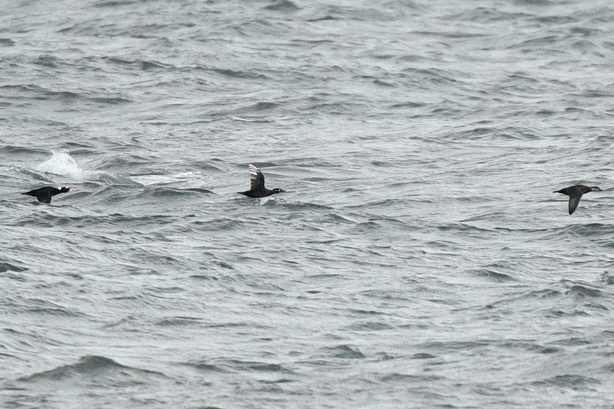 Surf Scoter - ML646021882