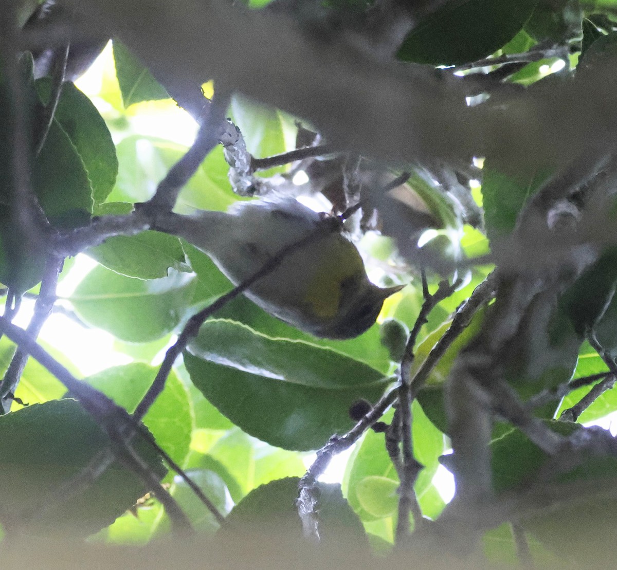 Paruline à collier - ML646021890