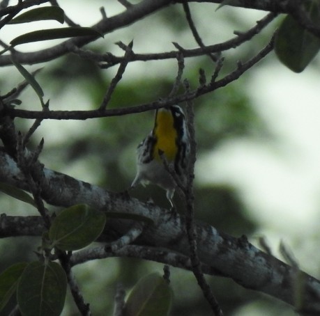 Goldkehl-Waldsänger - ML646021891