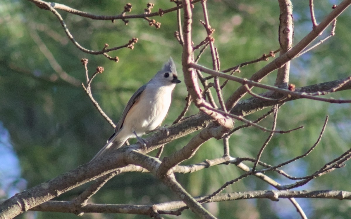 Tufted Titmouse - ML646021895