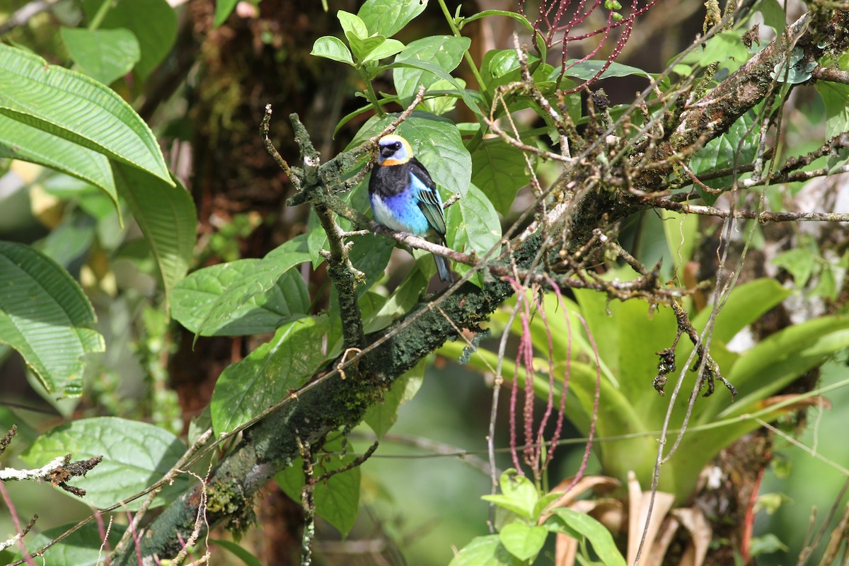 Golden-hooded Tanager - ML646021901