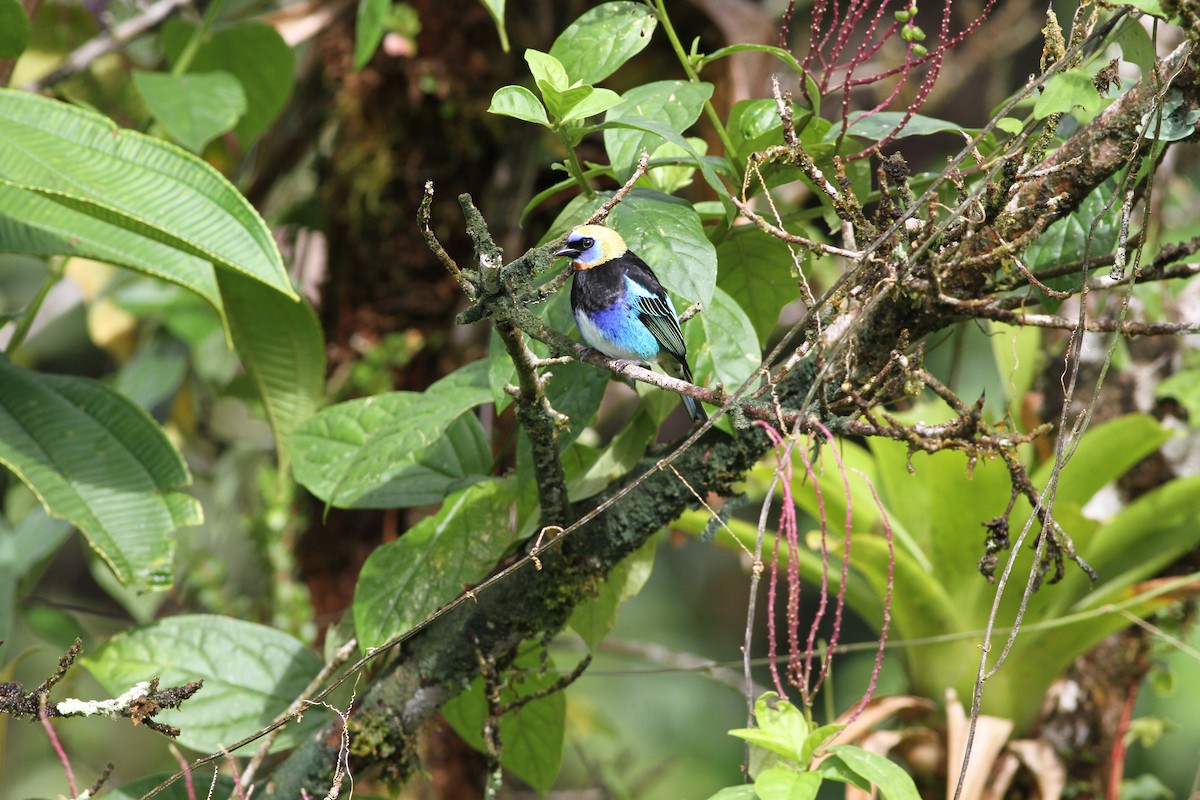 Golden-hooded Tanager - ML646021902