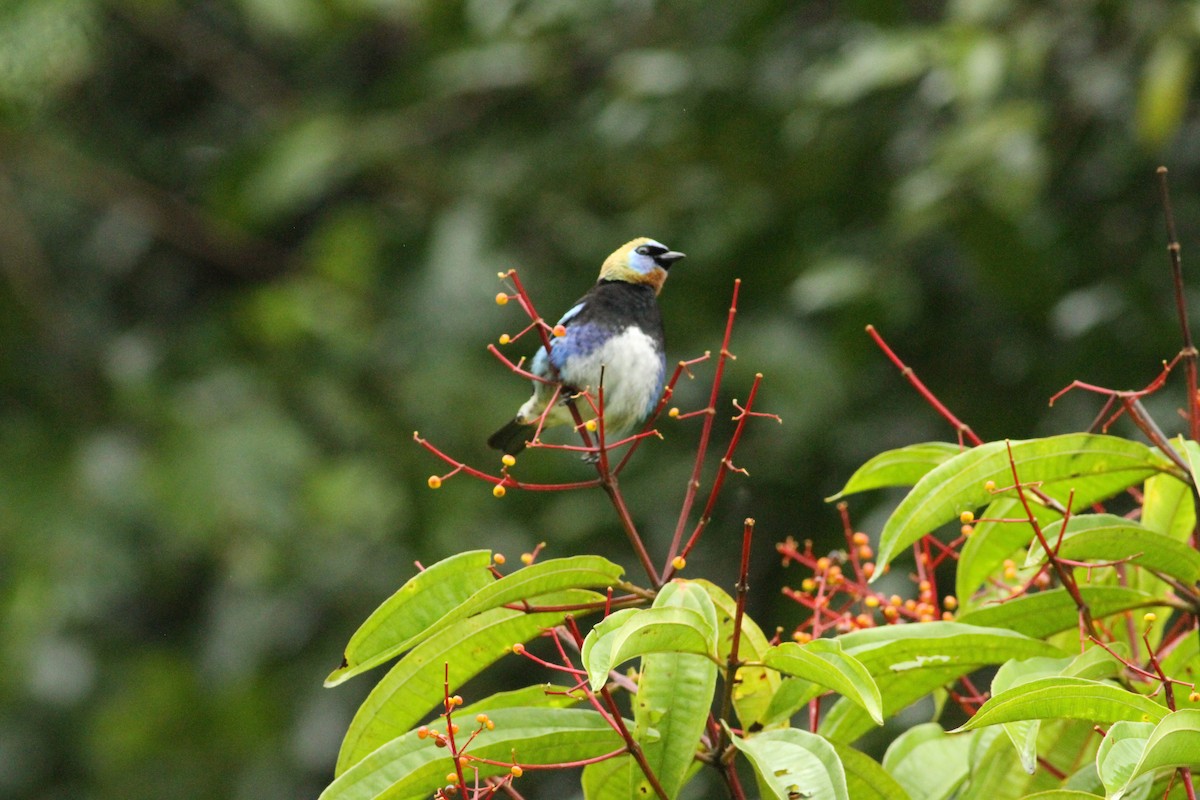 Golden-hooded Tanager - ML646021903