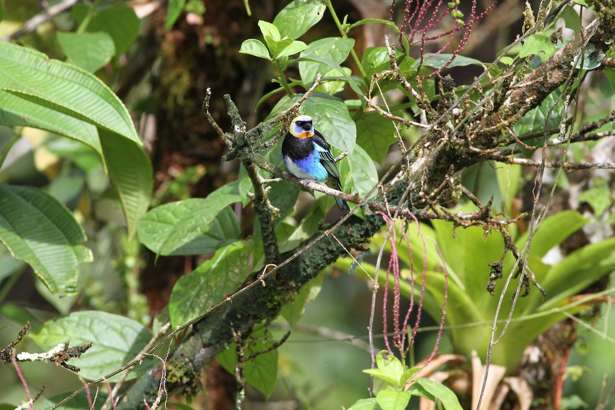 Golden-hooded Tanager - ML646021904