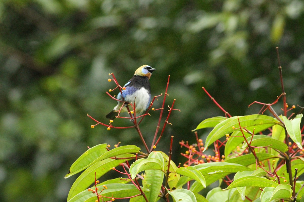 Golden-hooded Tanager - ML646021906