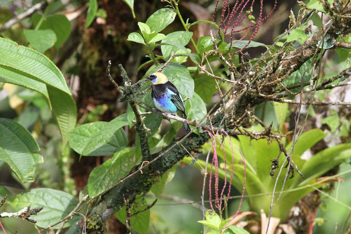 Golden-hooded Tanager - ML646021907