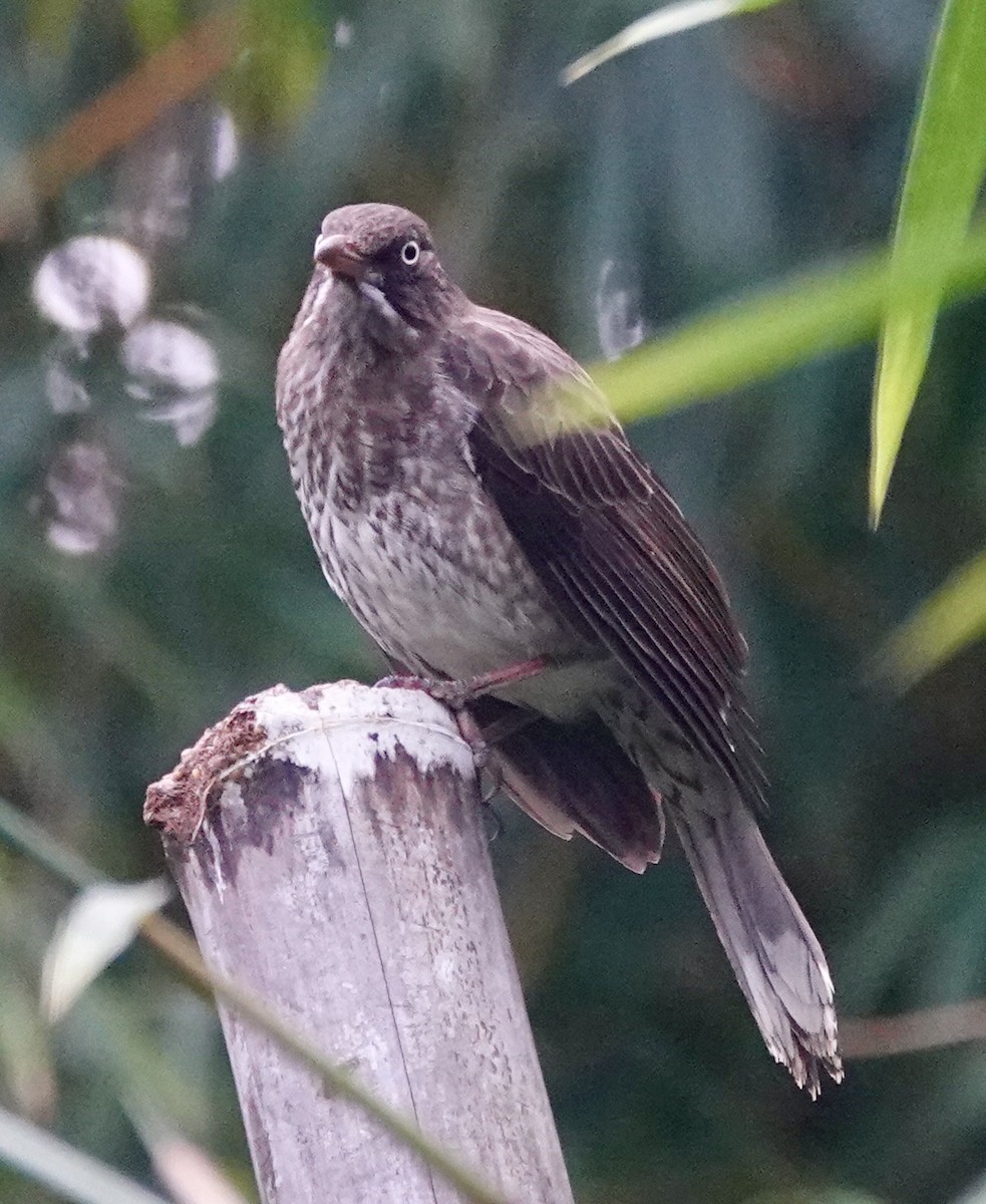 drozdec karibský - ML646021914