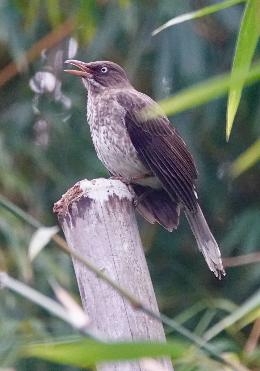 drozdec karibský - ML646021915