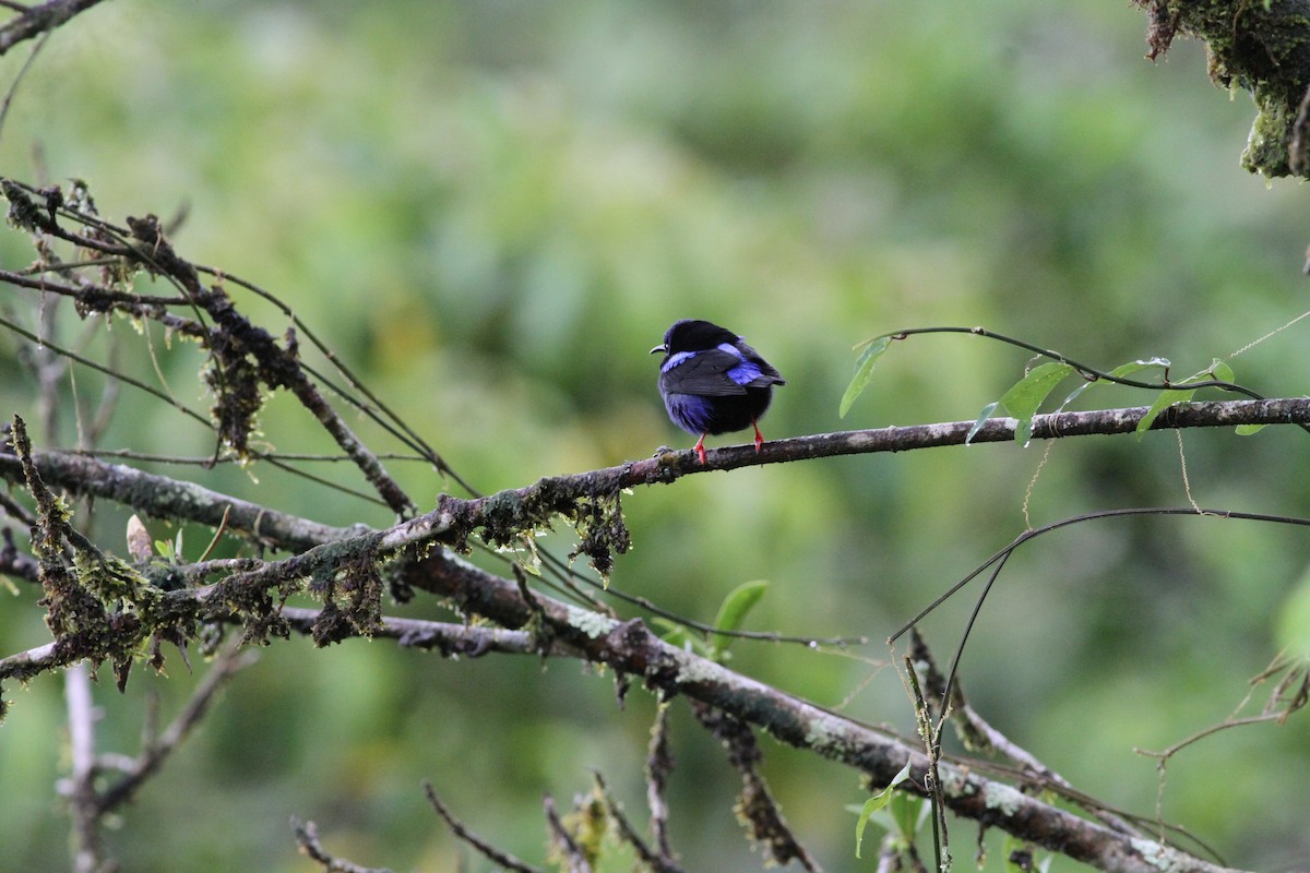 Red-legged Honeycreeper - ML646021919