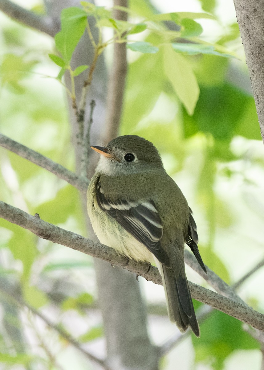 Hammond's Flycatcher - ML646021921