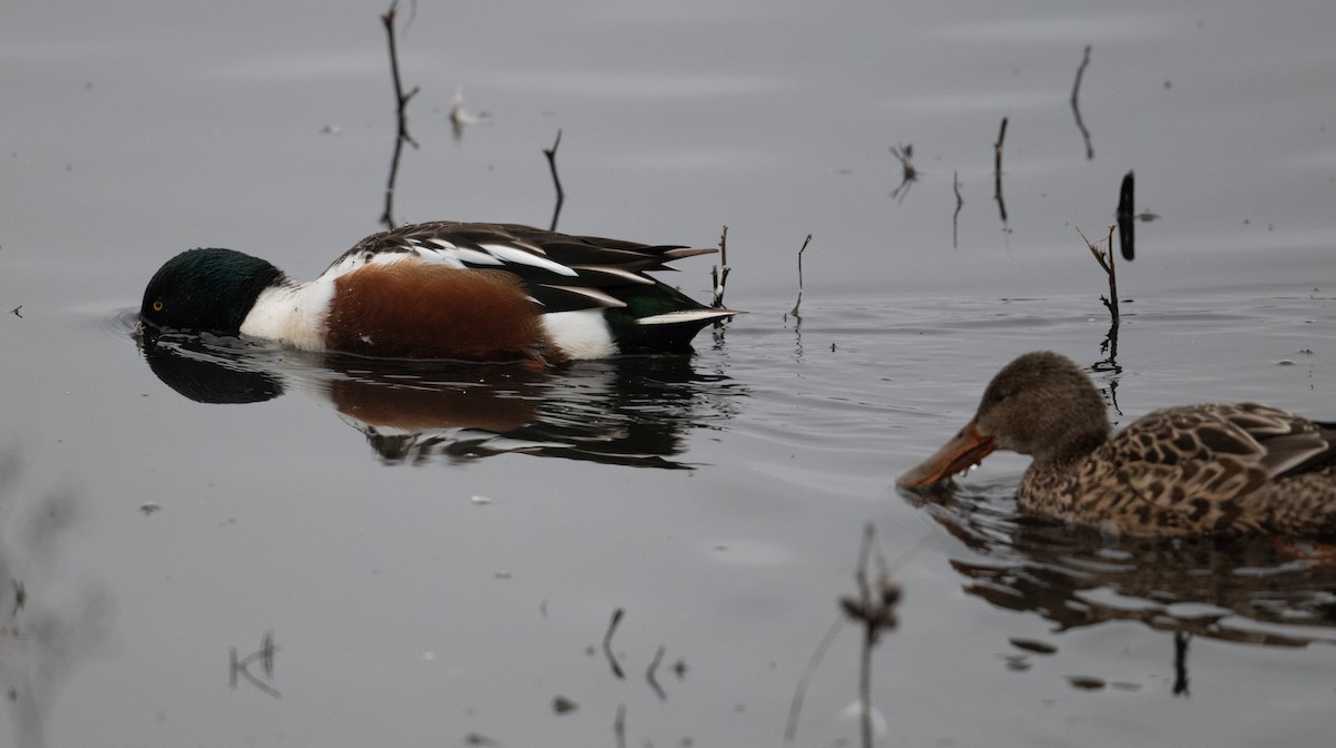 Northern Shoveler - ML646021924