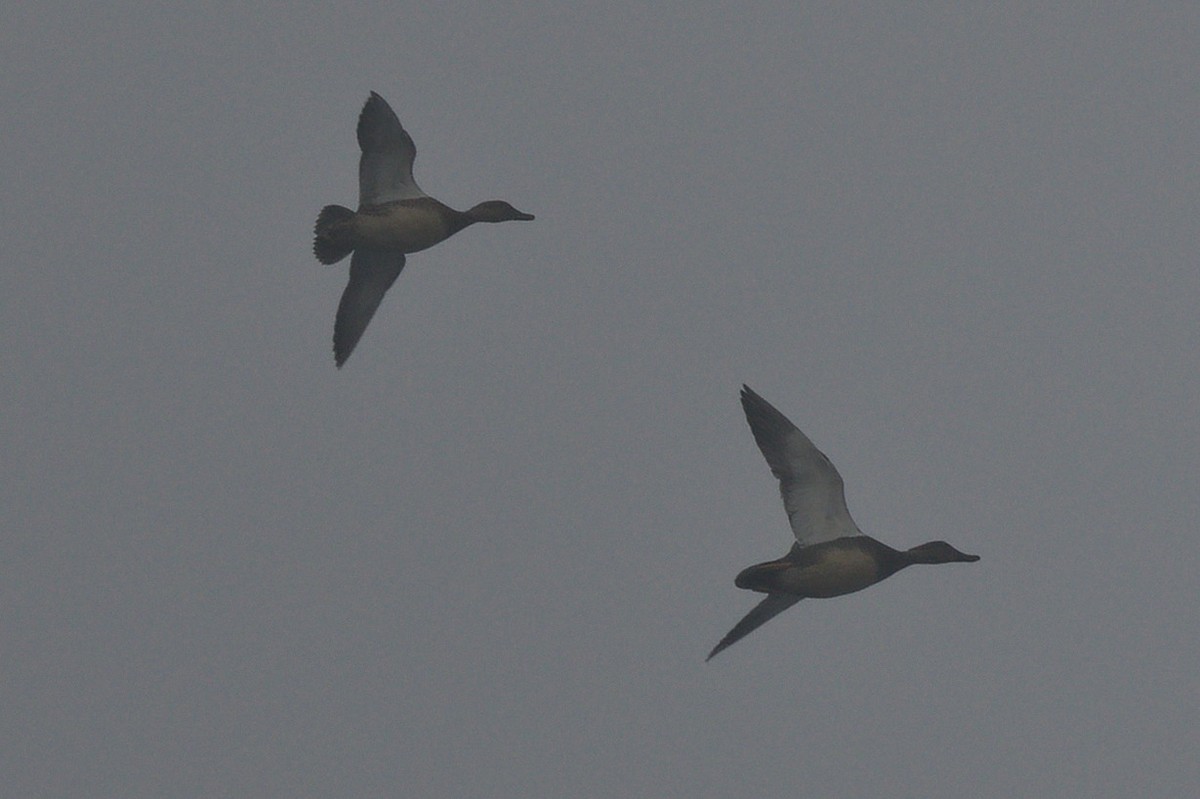 Gadwall - ML646021925