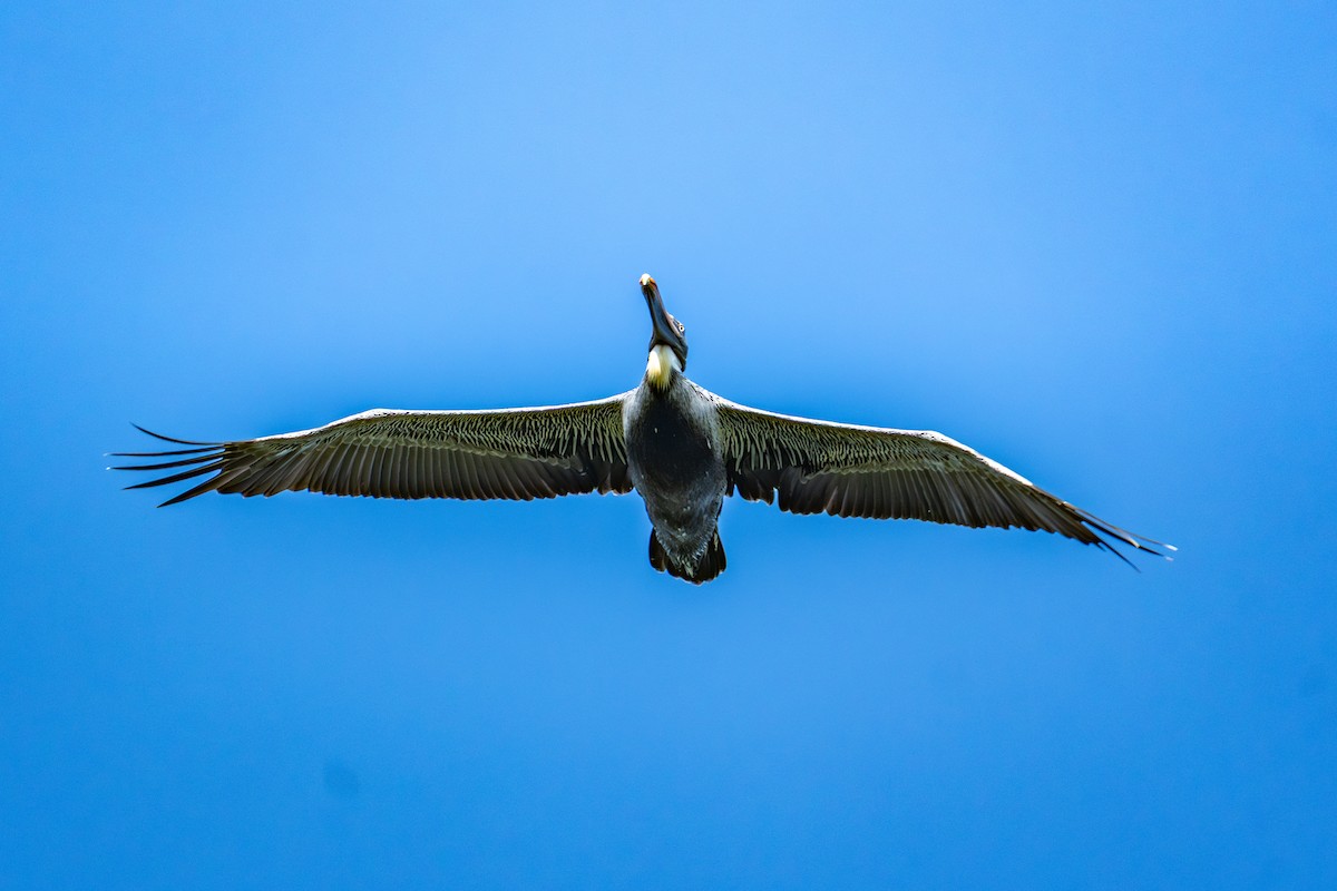 Brown Pelican - ML646021929