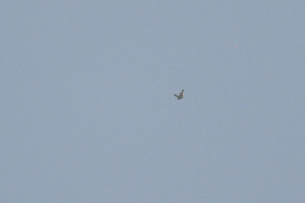 Gufo di palude - ML646021938