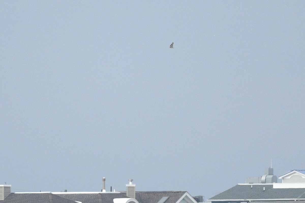 Gufo di palude - ML646021939